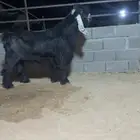 للبيع تيس عارضي