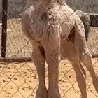 قعود ظيار يرضع من اي شي
