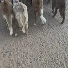 سواكن طيبه العدد 38