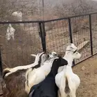 معزا دفيع