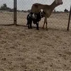 القاعه