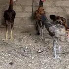 ديوك