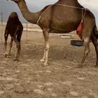 خلفه ساحليه حمرا باخره جرم حلابه كفو(تم البيع)