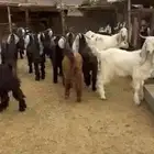 ذبايح حريات ونجدي وسواكن وتيوس مخاصي جبره وتجمل متوفر تمارا