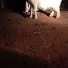 شاه نجديه كفو