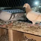 حمام