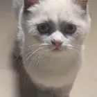 قطط قطه قط كيتن