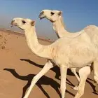 العشرا الكفو وبنتها كفو