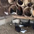 عشة حمام ناوري