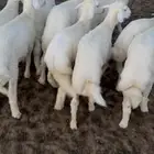 خرفان صنف وشحم عفيف