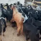 معزاء 26 بفحلها اغلبها صغار سن