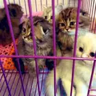 قطط سكوتش ستريت هجين