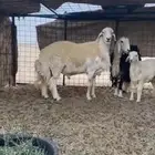طلي فحل مشروط
