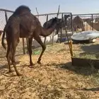 قعود بلدي مفرود شي كفوو