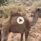 ناقه وولدها للبيع