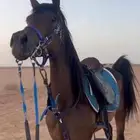 فرس شعبيه شيخه
