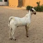 مشروع فحل بيشي.