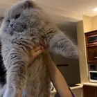 ذكر للتزاوج