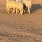 غنم للبببيع