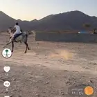 حصان شعبي الاسم لهب العمر خمس سنين