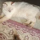 قطط مجانا  للتبني