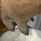 ناقه ساحليه خلفه حلابه تعبي طاستين ام 80