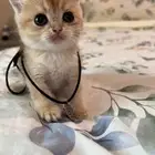 كيتن سكوتش قولد ((( تم البيع)))