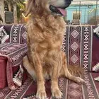 كلب قولدن للتبني