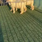 جفرات عوارض بيض خصم الخصم