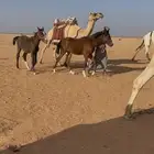 مهره مطبعه مع الابل