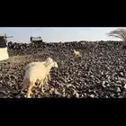 رخال حرش صنف ومعزا. تم البيع