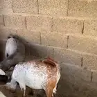 تيوس وخرفان للبيع فل شحم