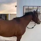 احصان شعبي