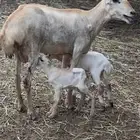 ثنيه تحتها توم