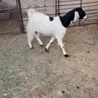 البيع عنز مشروكه دفع شرط سونار فوق 3شهور السن سديس ديد سلم