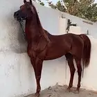 حصان واهو رفيع طيب ودم قوي للبيع