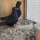 حمام قطيفي