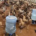 دجاج بلدي
