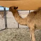 بكره العمر 8 شهور سوم 5000