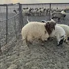 خروف جذع