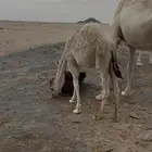 حاشي مغلق على حليب امه