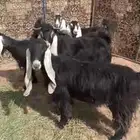 السلام عليكم للبيع معزا