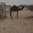 قعود مجهم سمين ع حليب امه