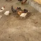 دجاج حضان