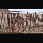 للبيع حاشي لباني تحت امه عمره اربع اشهر ونص الا خمس فل شحم