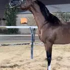 ايواء خيل طريق الخرج