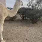 ناقه للبيع