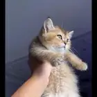 سكوتش كيلت للبيع ( انثى )