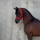 حصان واهو للبيع