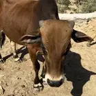 للبيع حسيل العمر سنه ونص